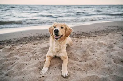 Haustiere von Gästen der Unterkunft Wiesenkieker am Ostseestrand - Gemütliche Unterkunft nahe Strand & Dünen