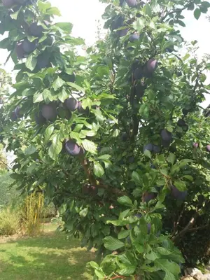 Ein Garten an der Unterkunft Ferienwohnung Kranichnest mit Hühnerhof