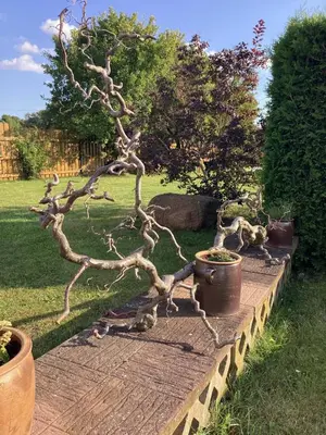 Ein Garten an der Unterkunft Ferienhaus Möwe