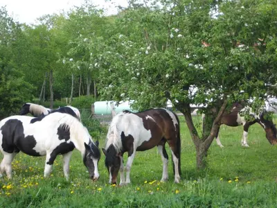 Tiere im Ferienhaus oder in der Nähe
