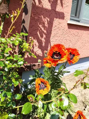 Ein Garten an der Unterkunft Pension Stocker