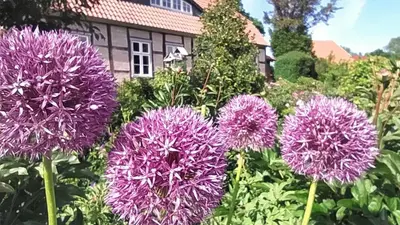 Ein Garten an der Unterkunft Ferienwohnung Rosengarten am Pfarrgarten Starkow