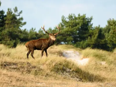 Tiere im Ferienhaus oder in der Nähe