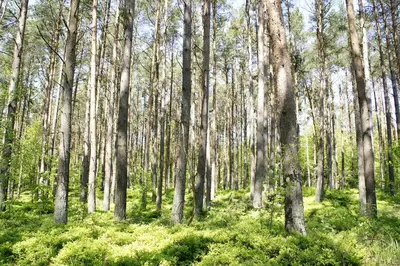 Naturlandschaft in der Nähe der Ferienwohnung