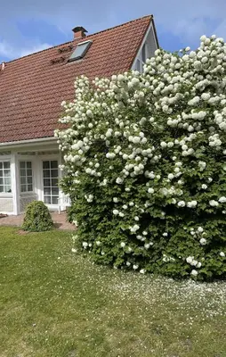 Ein Garten an der Unterkunft Darßer Ferienhaus Gartenwohnung