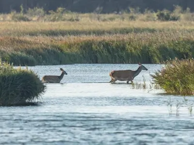 Tiere im Ferienhaus oder in der Nähe