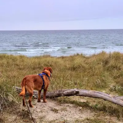 Appartementhaus Zingst 3 - Urlaub zwischen Meer & Bodden