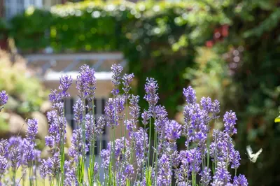 Ein Garten an der Unterkunft Hoop
