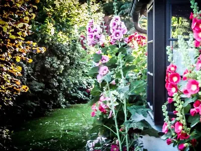Ein Garten an der Unterkunft Ferienwohnung Malvenhaus