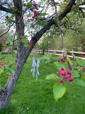 Ein Garten an der Unterkunft Historisches Bauernhaus für 8 Personen mit Luxus und Natur auf 2 Etagen ideal für Familien und Hunde 2500m2 eingezäunt an der Ostsee