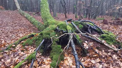 Naturlandschaft in der Nähe des Ferienhauses