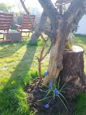 Ein Garten an der Unterkunft Sonnendeck Zingst
