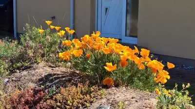 Ein Garten an der Unterkunft FeWo Klaus Störtebeker