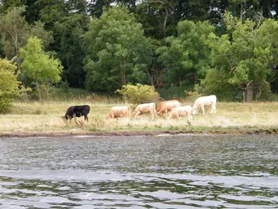 Tiere in der Ferienwohnung oder in der Nähe