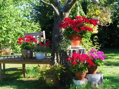 Ein Garten an der Unterkunft Ferienhaus mit Garten am Bodstedter Bodden