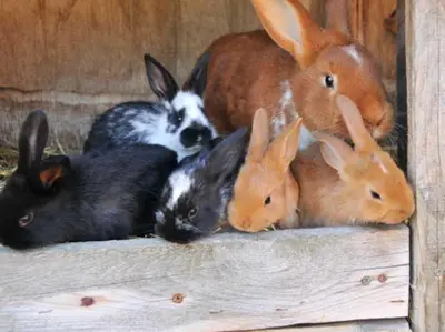 Tiere in der Ferienwohnung oder in der Nähe