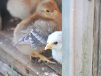 Tiere in der Ferienwohnung oder in der Nähe