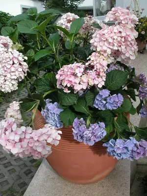 Ein Garten an der Unterkunft Akazienhaus 4