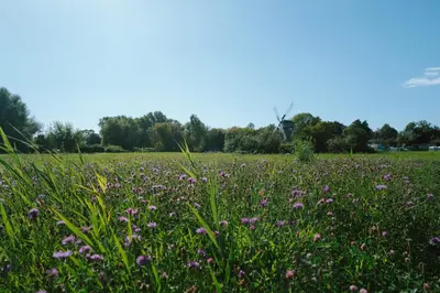 Ein Garten an der Unterkunft Sünn un See - Hortensienblick