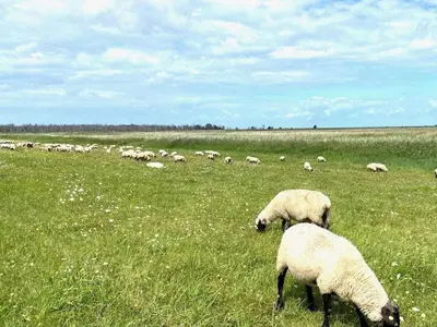 Tiere in der Ferienwohnung oder in der Nähe