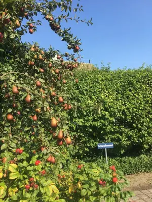 Ein Garten an der Unterkunft Ferienwohnung Schwalbe Wieck/Darss