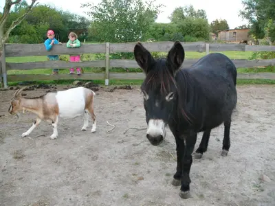 Tiere in der Ferienwohnung oder in der Nähe