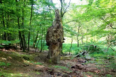 Naturlandschaft in der Nähe der Ferienwohnung