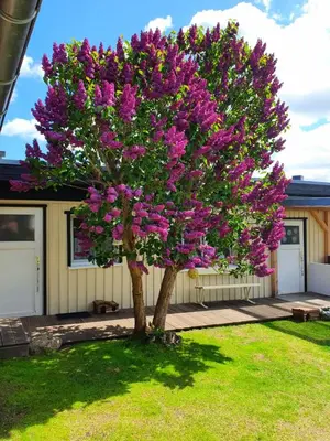 Ein Garten an der Unterkunft Haus auf der alten Düne