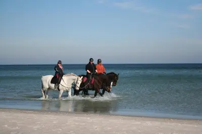 Reiten in der Ferienwohnung oder in der Nähe
