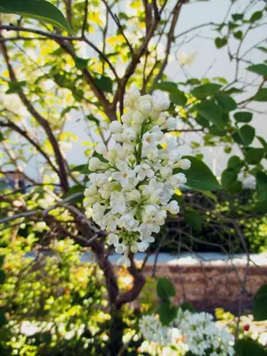 Ein Garten an der Unterkunft Pension Boddenblick