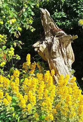 Ein Garten an der Unterkunft Boddenpieper