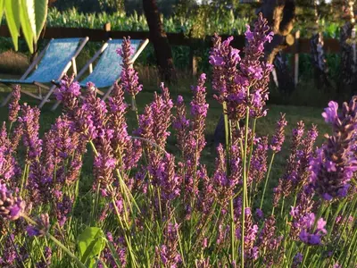 Ein Garten an der Unterkunft Sina