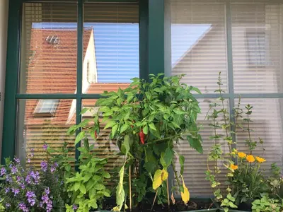 Ein Garten an der Unterkunft Hotel-Pension Seeadler