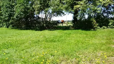 Ein Garten an der Unterkunft Urlaub bei Hauenstein