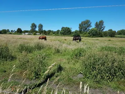 Tiere in der Ferienwohnung oder in der Nähe