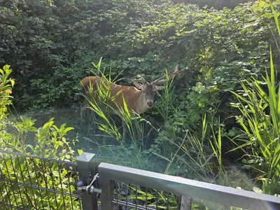 Tiere in der Ferienwohnung oder in der Nähe