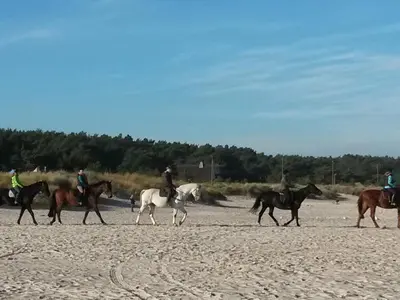 Tiere in der Ferienwohnung oder in der Nähe
