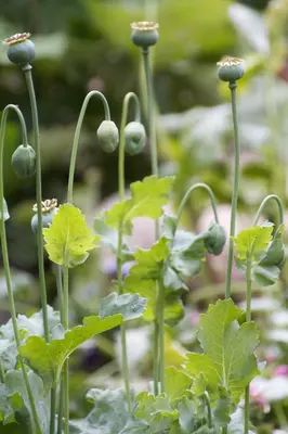 Ein Garten an der Unterkunft Pension Inselparadies Zingst