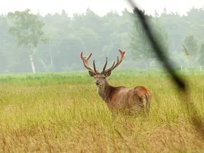 Tiere im Ferienhaus oder in der Nähe