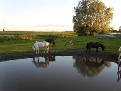 Tiere im Ferienhaus oder in der Nähe