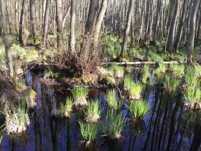 Naturlandschaft in der Nähe der Ferienwohnung