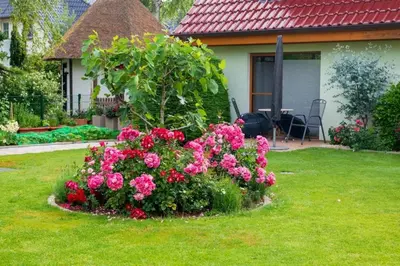 Ein Garten an der Unterkunft Meereslust EG 1R