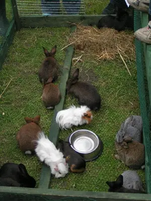 Tiere in der Ferienwohnung oder in der Nähe