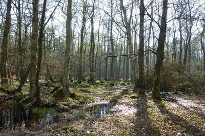 Naturlandschaft in der Nähe der Ferienwohnung