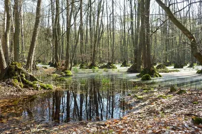 Naturlandschaft in der Nähe der Ferienwohnung