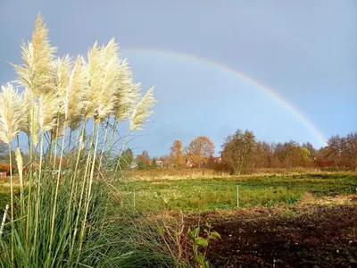 Ein Garten an der Unterkunft FeWo Leuchtturm - Heuser Prerow