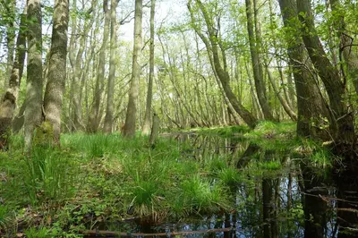 Naturlandschaft in der Nähe der Ferienwohnung
