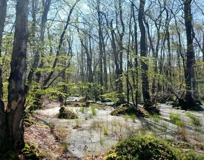 Naturlandschaft in der Nähe der Ferienwohnung