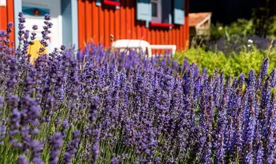 Ein Garten an der Unterkunft Klönhus