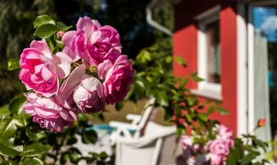 Ein Garten an der Unterkunft Meertraum